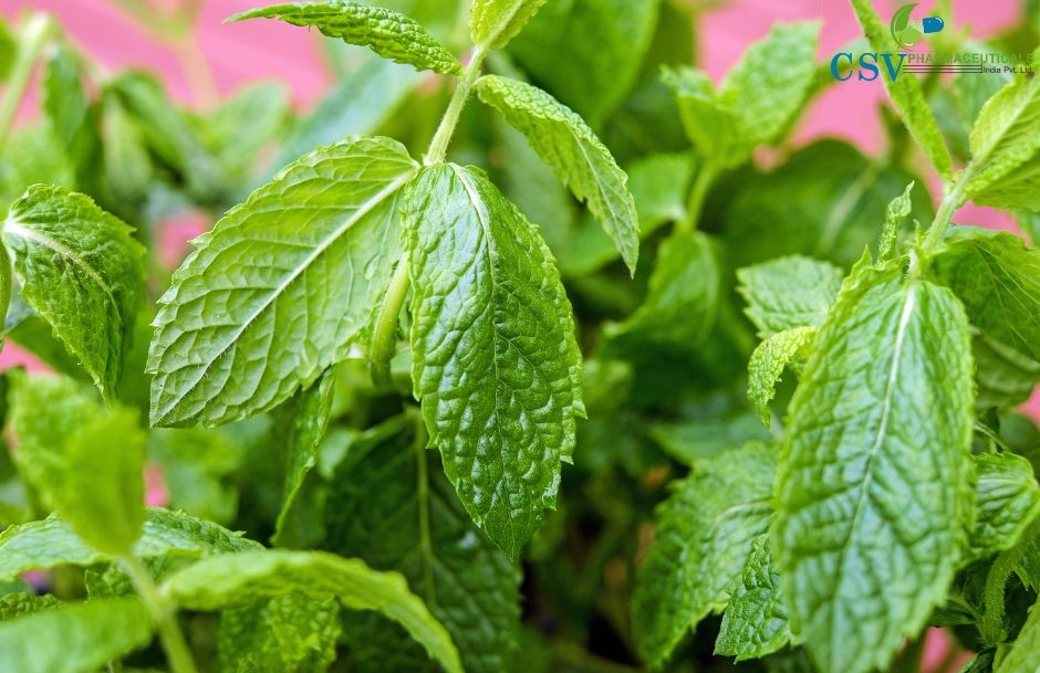 Peppermint Flavour